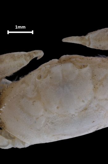 Media type: image;   Invertebrate Zoology CRU-10997 Aspect: dorsal head 2